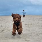 Huisfokker  australian labradoodle pups!!! Alaeu en mdba, Dieren en Toebehoren, Honden | Niet-rashonden, Nederland, 8 tot 15 weken