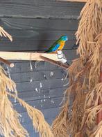 Bichenowastrilde man, Dieren en Toebehoren, Vogels | Overige Vogels, Mannelijk, Tropenvogel