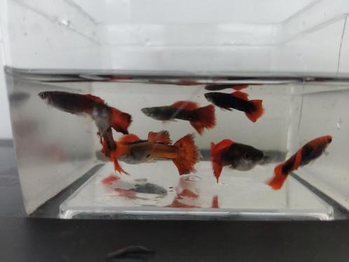 🔸9 (jong) volwassen mannetjes guppen, Dieren en Toebehoren, Vissen | Aquariumvissen, Zoetwatervis, Vis, Schoolvis