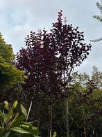 Prunus nigra op stam in verschillende grote, Tuin en Terras, Planten | Bomen, Ophalen, Volle zon