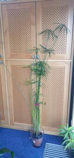 lange parapluplant wil een beter, warmer, lichter  adres, Ophalen, Halfschaduw, Minder dan 100 cm