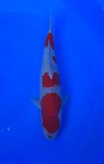 Odakan HQ Goshiki koi karper | Koikarpers  | Nisai vissen, Dieren en Toebehoren, Vissen | Vijvervissen, Karper of Koi