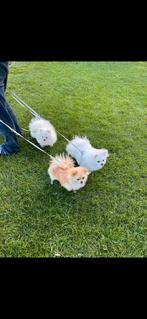 Honden oppasser gezocht, Particulier, 1 tot 2 jaar, Buitenland, Meerdere