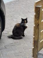 Katten, Poes