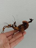 Australische flappentak nimfen van eerste/tweede vervelling, Dieren en Toebehoren, Insecten en Spinnen, Wandelende tak