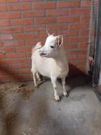 Mooie carmel kleur bok, Mannelijk, Geit