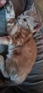 Nestje met 8 Bengaalse kittens, Dieren en Toebehoren, Meerdere dieren, Met stamboom