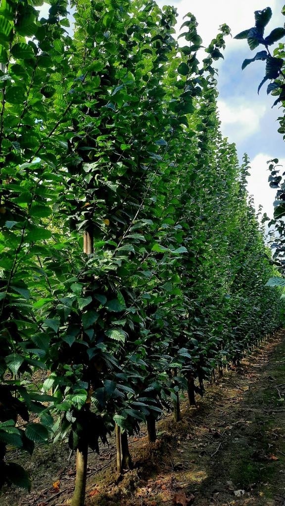 Carpinus betulus 'Fastigiata' 🌿 zuilboom, Tuin en Terras, Ophalen, Bamboe