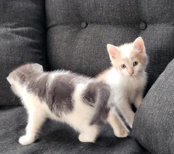 Nog 2 jonge kittens beschikbaar voor biedingen