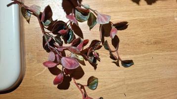 Peperomia Cream Brûlée beschikbaar voor biedingen