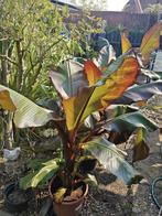 Ensete Maurelii, Ophalen, Zomer, Vaste plant, Volle zon