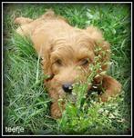 Labradoodle pups. Bekijk de foto's., Dieren en Toebehoren, Nederland, Overige rassen, 8 tot 15 weken, CDV (hondenziekte)