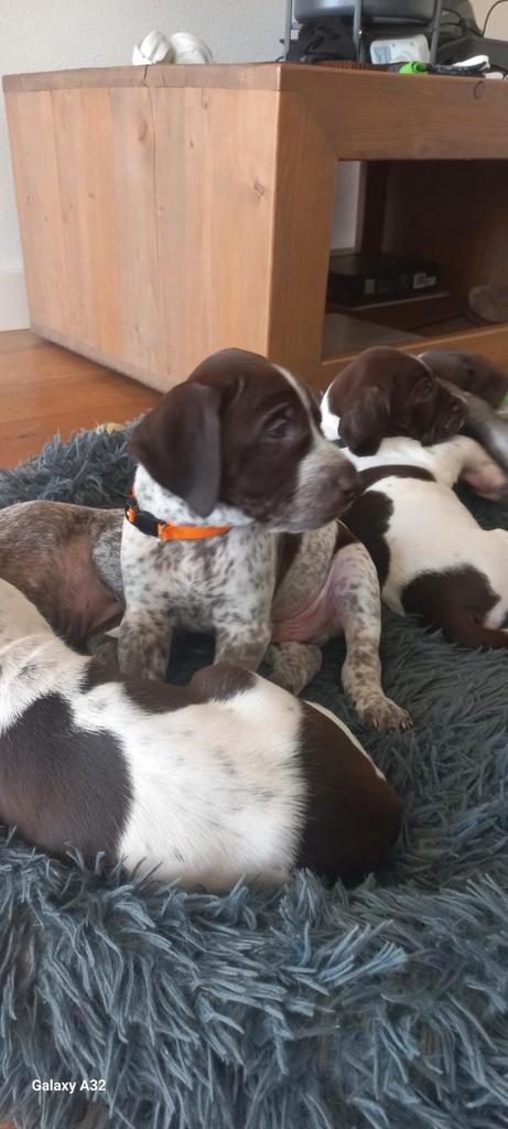 Duitse staande kort haar pups geboren 7-12, Dieren en Toebehoren, Honden | Setters en Staande honden, Geslacht onbekend, Duitse Staande hond