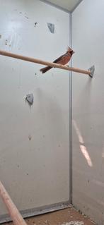 Rode kardinalen mannen, Dieren en Toebehoren, Vogels | Overige Vogels, Mannelijk, Tropenvogel, Geringd