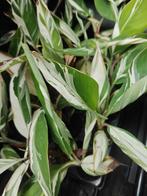 Musa florida, Tuin en Terras, Ophalen of Verzenden, Overige soorten, Volle zon