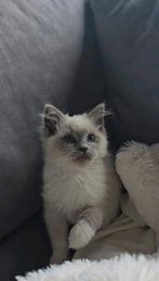 Ragdoll poesje mag weg !! Ouders getest, Poes, Ontwormd