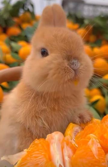 ❤️❤️ PRACHTIG MOOI TAM KNUFFEL VOEDSTERTJES EN RAMMETJES beschikbaar voor biedingen