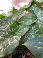 Aronskelk. Prachtig winterblad! Gifvrij & duurzaam geteeld., Ophalen, Lente, Overige soorten, Volle zon