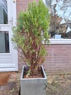 Gratis afhalen, groenblijvend, conifeer, Tuin en Terras, Planten | Bomen, Ophalen, Bloeit niet, Halfschaduw, Overige soorten