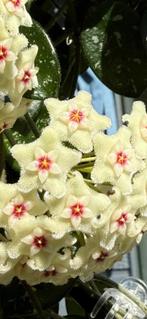 Hoya Mathilde Splash, In pot, Minder dan 100 cm, Bloeiende kamerplant, Halfschaduw