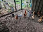 Oude leghennen en soep hennen te koop, Dieren en Toebehoren, Pluimvee, Vrouwelijk, Kip