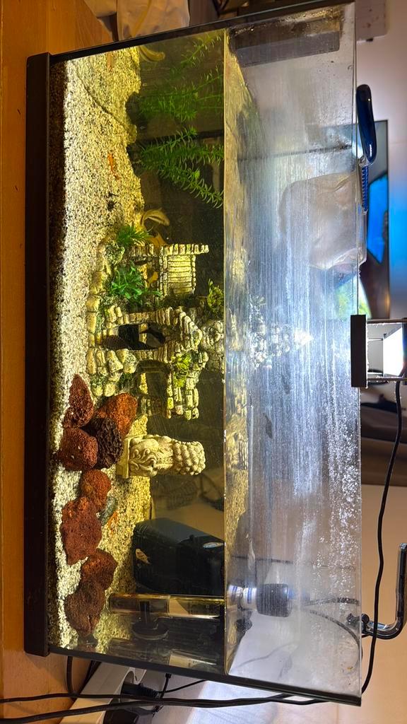 Compleet aquarium, Dieren en Toebehoren, Vissen | Aquaria en Toebehoren, Zo goed als nieuw, Gevuld zoetwateraquarium, Ophalen