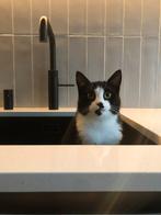 Poes Molly!, Dieren en Toebehoren, Katten en Kittens | Overige Katten, Poes