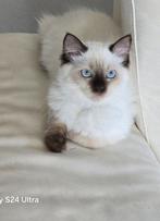 Ragdoll kittens met stamboom /  geteste ouders, Dieren en Toebehoren, Katten en Kittens | Raskatten | Langhaar, Poes, Ontwormd