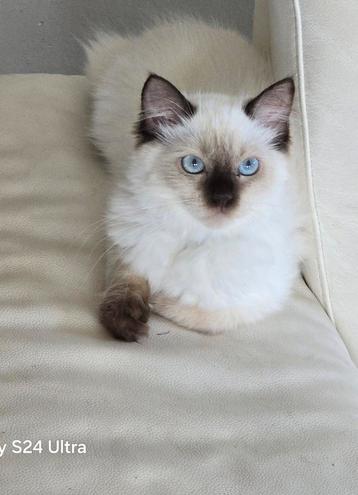 Ragdoll kittens met stamboom /  geteste ouders  beschikbaar voor biedingen