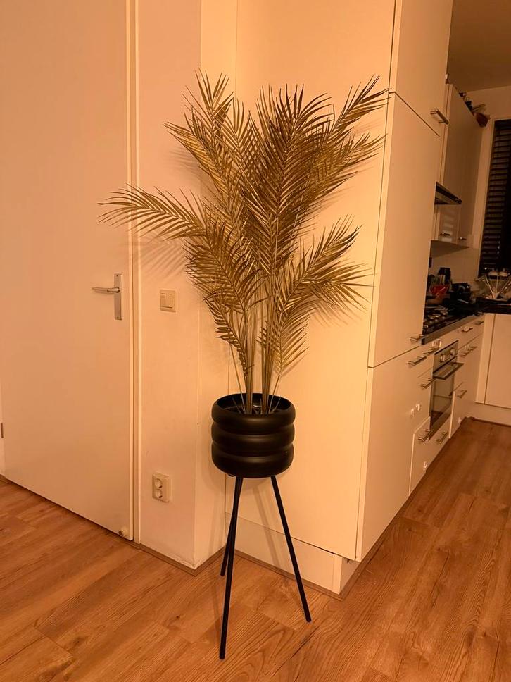 Gouden Palm in Pot - Prachtige decoratieve plant, Huis en Inrichting, Kamerplanten, Palm, 100 tot 150 cm, Groene kamerplant, Halfschaduw