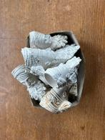 Pijpenkop bodemvondst pijpenkoppen kleipijp bodemvondsten, Antiek en Kunst, Antiek | Keramiek en Aardewerk, Ophalen of Verzenden