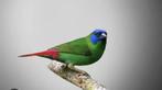 GEZOCHT driekleur papegaai amadine pop, Dieren en Toebehoren, Vogels | Overige Vogels, Vrouwelijk