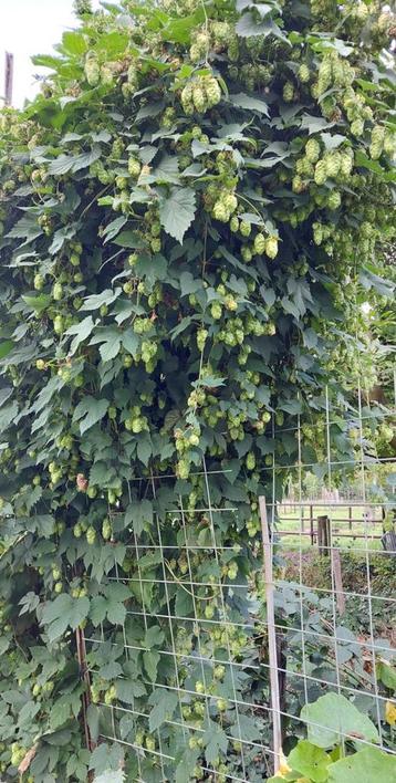 Hop, Cascade variant.      Om zelf bier te brouwen of krans beschikbaar voor biedingen