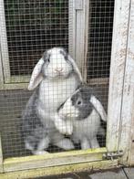 2 x zusjes konijnen (GRATIS), Dieren en Toebehoren, Konijnen, Vrouwelijk, Middelgroot, 0 tot 2 jaar