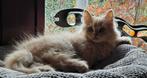 Prachtige langhaar katertjes, Dieren en Toebehoren, Kater, Ontwormd
