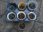 Lavendel stekjes, 5 per potje (heb er nog 7)., Ophalen, Zomer, Overige soorten, Volle zon