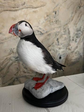 Prachtige Nieuw Opgezette Papegaaiduiker Ijsland Taxidermie beschikbaar voor biedingen