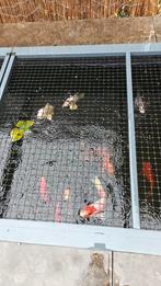 Koi vissen, oa, Showa, Platinum ogon en matsuba, Dieren en Toebehoren, Vissen | Vijvervissen, Karper of Koi