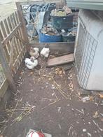 Kippen, Dieren en Toebehoren, Pluimvee, Vrouwelijk, Kip