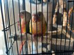 Tamme Prryhura met kooi + alletoebehoren, Dieren en Toebehoren, Vogels | Parkieten en Papegaaien, Mannelijk, Parkiet, Tam