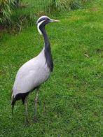 Jufferkraanvogel hen, Dieren en Toebehoren, Mannelijk, Tropenvogel, Geringd