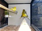 Mooie mannelijke kanaries | Goede zangvogel | Kanarie, Dieren en Toebehoren, Vogels | Kanaries, Meerdere dieren, Zangkanarie