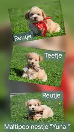 Maltipoo pups keuze uit 3 nestjes, Dieren en Toebehoren, Honden | Chihuahua's en Gezelschapshonden, België, 15 weken tot 1 jaar