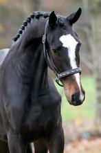 2.5 jr ruin van my blue hors santiano x special D, Merrie, Met stamboom, Dressuurpaard, 3 tot 6 jaar