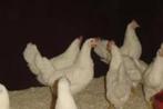 WITTE Kippen., Dieren en Toebehoren, Pluimvee, Vrouwelijk, Kip