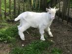 Bokje te koop, Dieren en Toebehoren, Schapen, Geiten en Varkens, Mannelijk, Geit, 0 tot 2 jaar