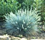 Grote Potten, FESTUCA glauca 'Intense Blue' ( NU PLanttijd ), Volle zon, Vaste plant, Siergrassen, Ophalen of Verzenden