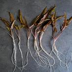 Aquarium planten per 6 stuks, Dieren en Toebehoren, Vissen | Aquaria en Toebehoren, Ophalen of Verzenden, Zo goed als nieuw, Plant(en), Steen of Hout