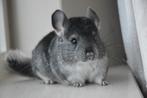 chinchilla standaard bpd vrouwtje, Dieren en Toebehoren, Knaagdieren, September, Vrouwelijk, Chinchilla