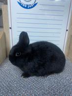 2 jonge dwergkonijnen vrouwtjes RHD ingeënt, Dieren en Toebehoren, Konijnen, Vrouwelijk, Dwerg